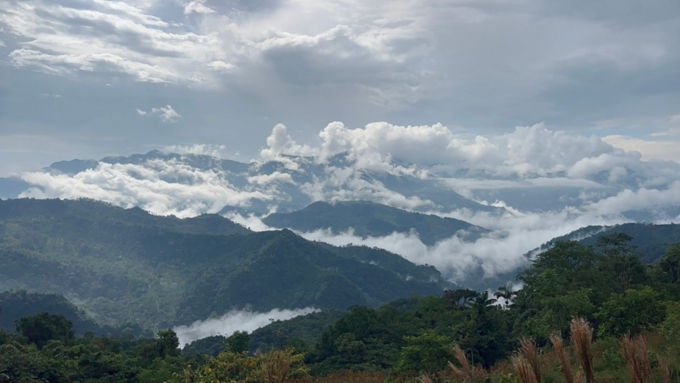 Bosque de niebla 2