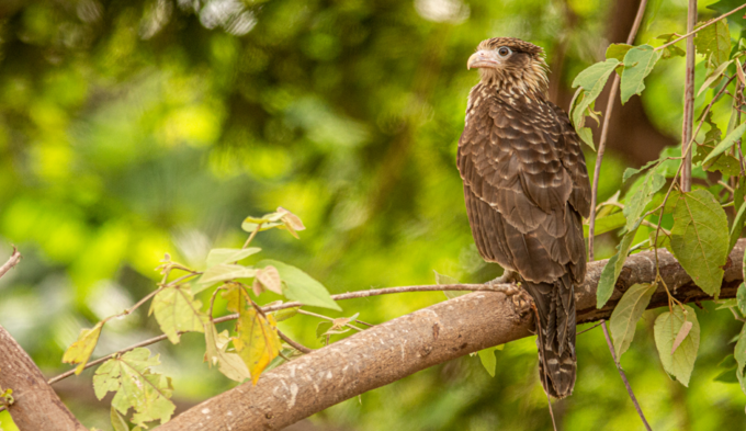 Biodiversidad